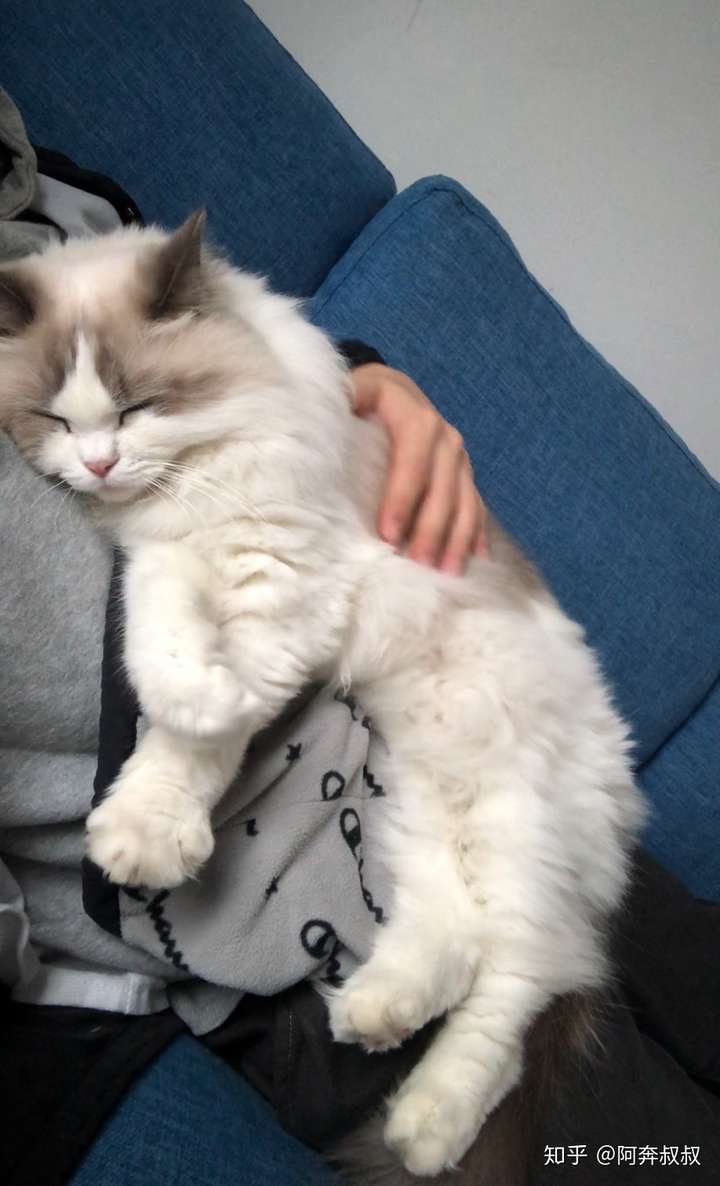 猫到底是不是高冷的动物?
