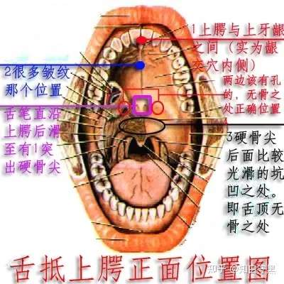 的位置 來,請看圖 其實, 如果剛開始,舌頭往上放牙齦往後的位置就緊張