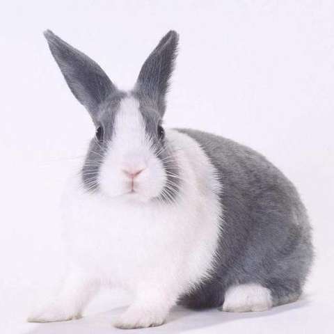 荷兰兔