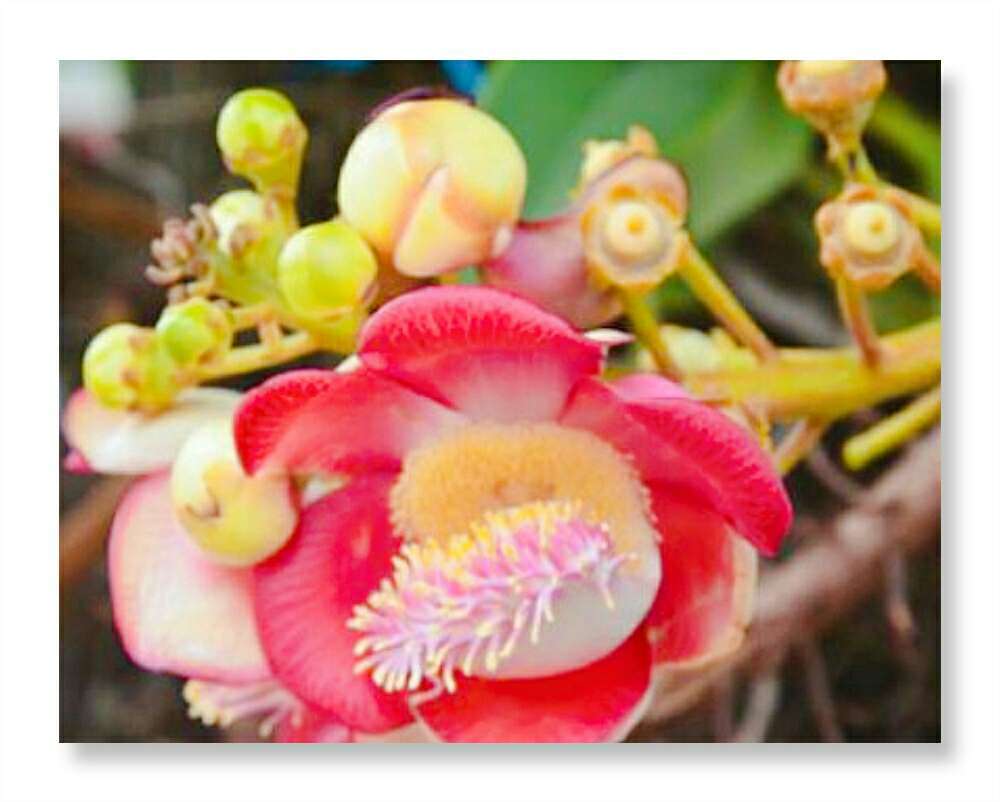 鲜花日历 的想法: 菩提花,10月6日的#生辰花# [鲜花]释迦牟… - 知乎