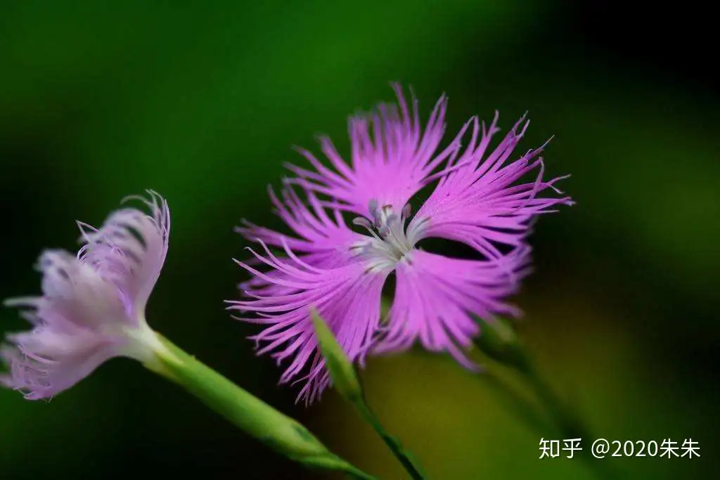 秋の七草ーなでしこ 瞿麦 知乎