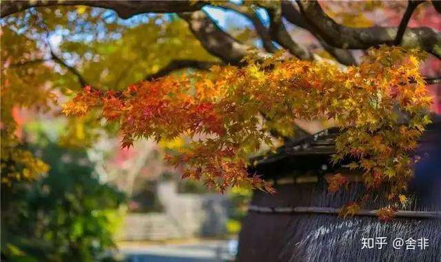 舍非园艺 冬藏养园 一花一木知节律 知乎