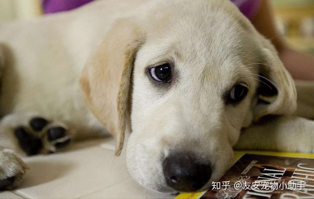 科普知识 犬猫 胃炎 问题对应及预防 知乎