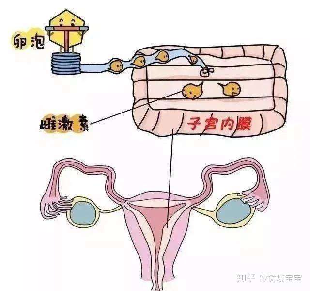 排卵期出血要紧吗 树袋宝宝告诉你是否会影响怀孕 知乎