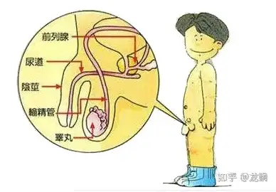 4什么是性冲动能量龙鳞学院
