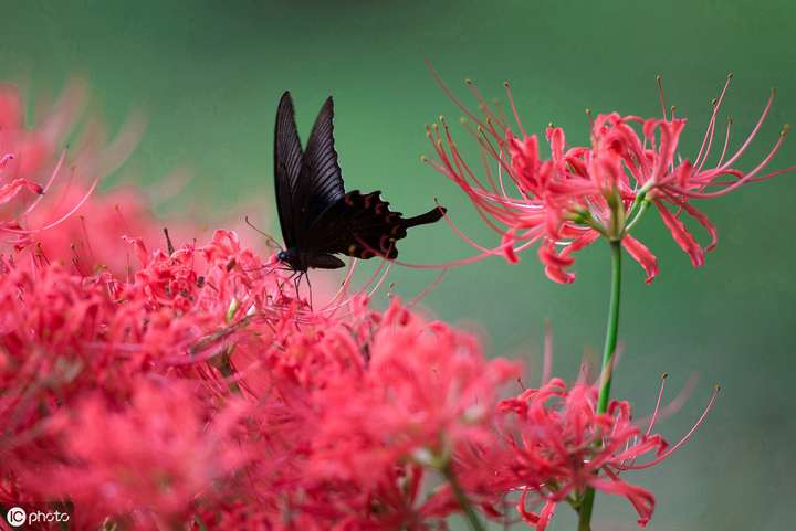 简短美文 热评句子 朋友圈说说 抖音语录 气泡说说