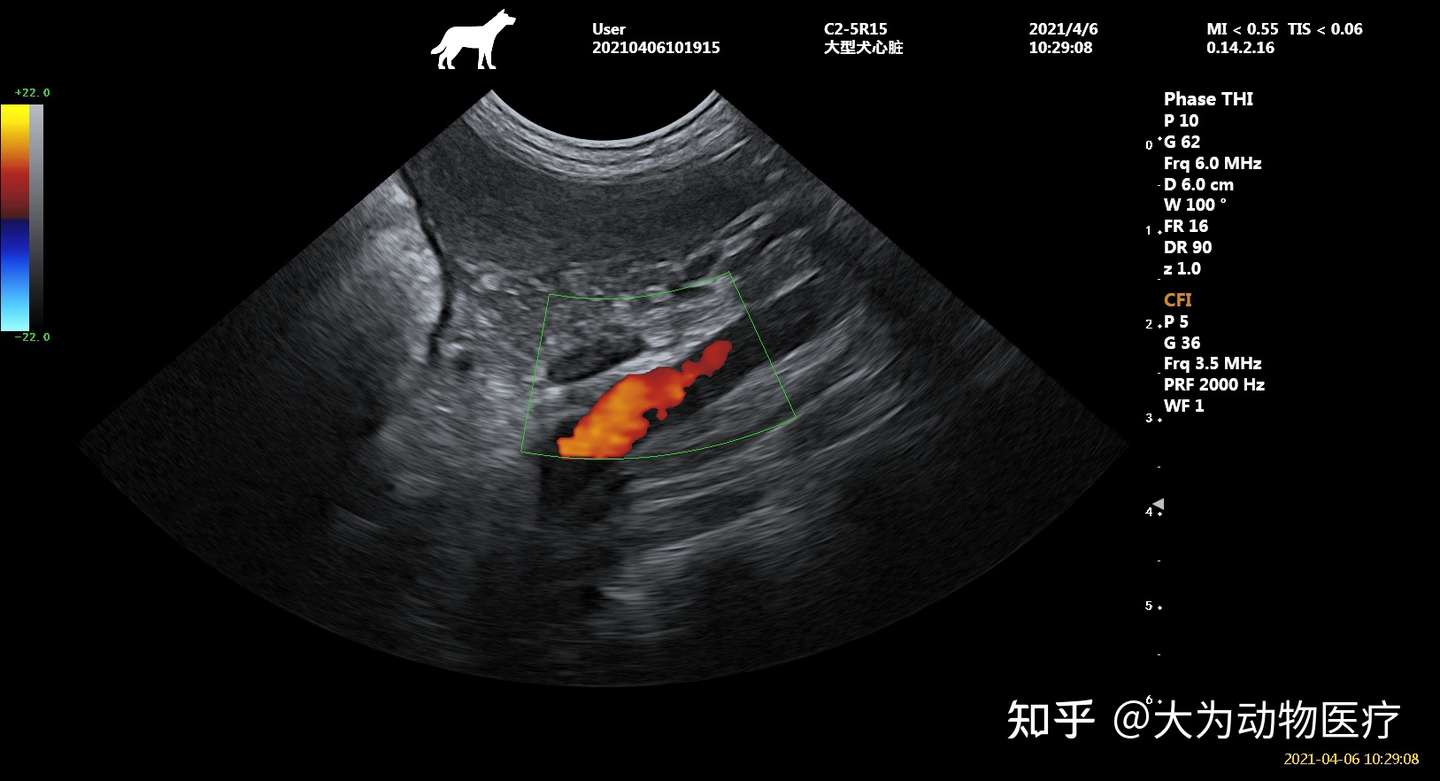 犬猫b超犬猫心脏彩超犬猫超声 知乎