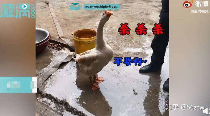 大白鹅听主人说要杀它被气吐血这是咋情况 知乎