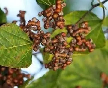 万寿果酿酒工艺万寿果泡酒生的好还是熟的好