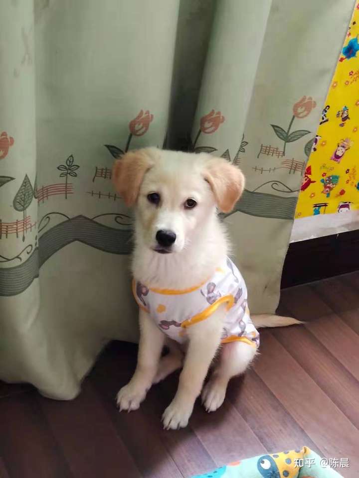 金毛跟土狗的串串?