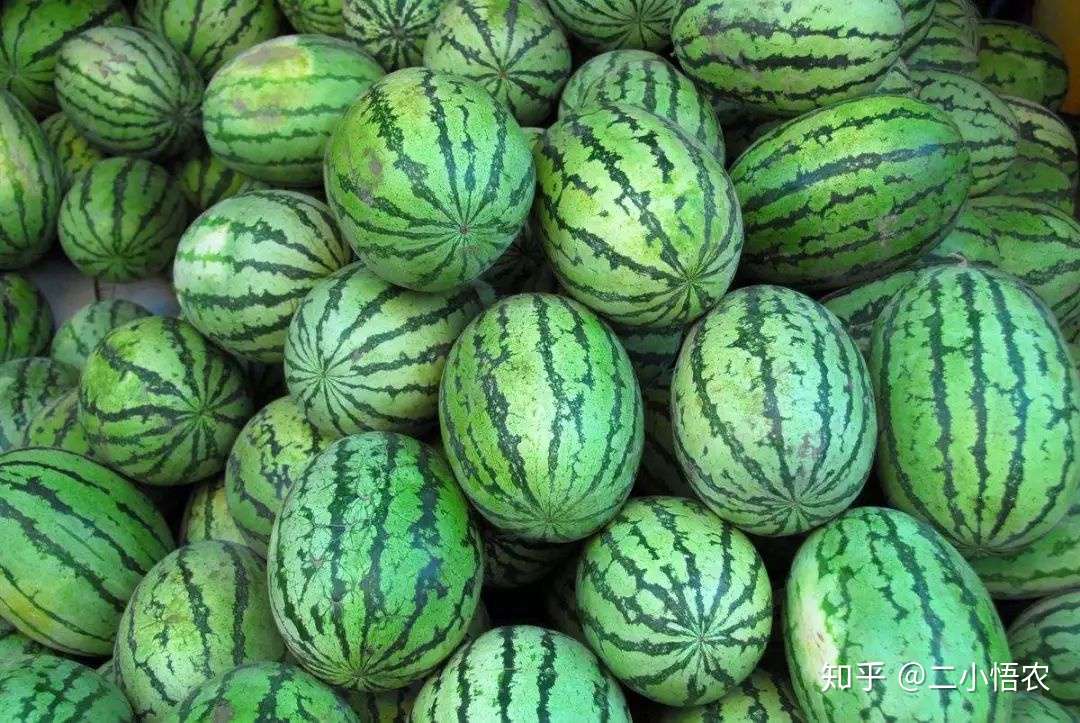 最全的西瓜种植技术 怎么种出又大又甜的好西瓜 知乎