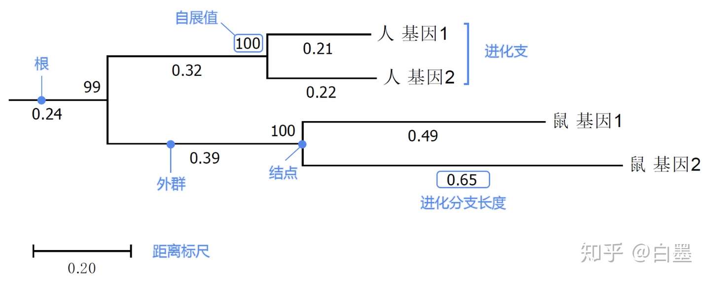 一文读懂进化树 图文详解 知乎