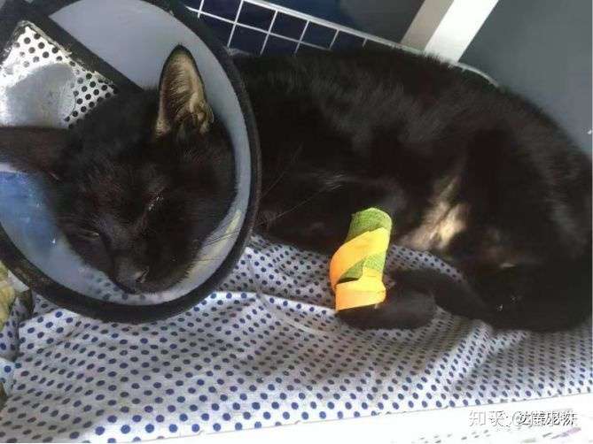 黑猫重度黄疸命悬一线 一不吃饭就黄给你看 知乎