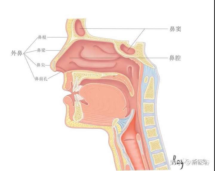 鼻子的结构图 清晰图片