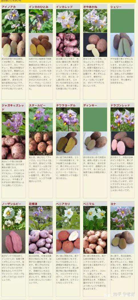 日本竟然有104种土豆 你知道吗 知乎