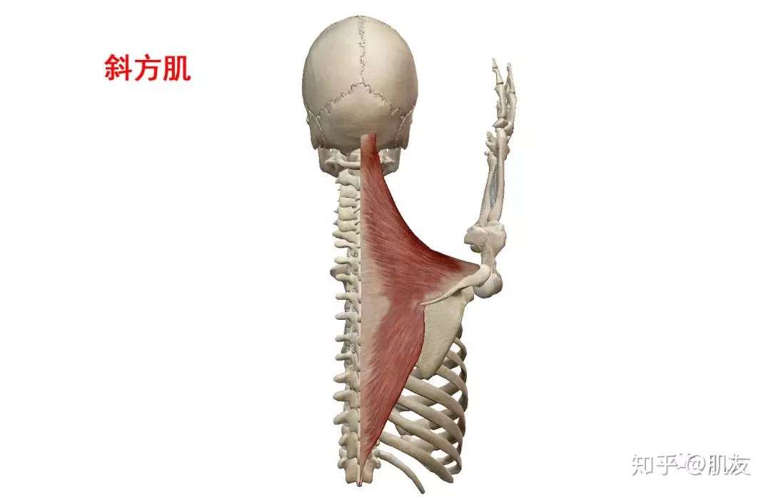 背部浅层肌肉解剖功能 肌友经第9讲 知乎