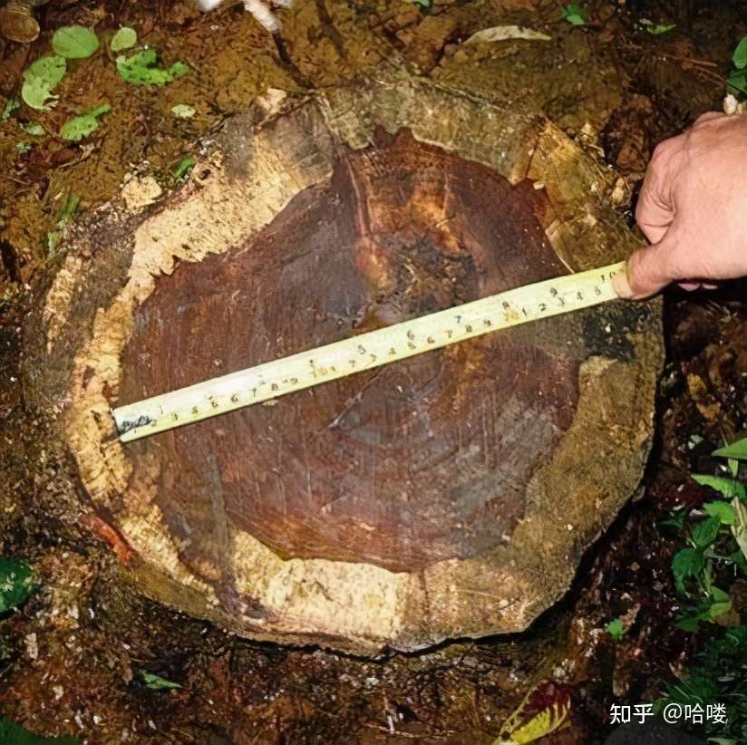 中国最贵的木头 凭什么1公斤黄花梨 可换40克的黄金 知乎