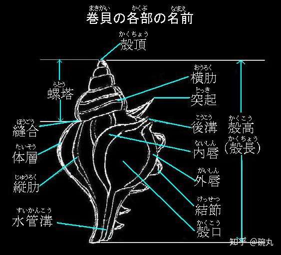 峨螺 虾夷法螺和它的朋友们 知乎