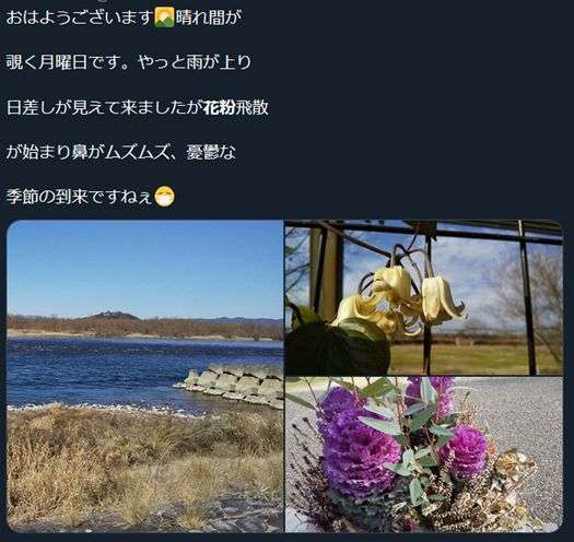 疫情之下的日本 汝之蜜糖 彼之砒霜 的花粉过敏 知乎