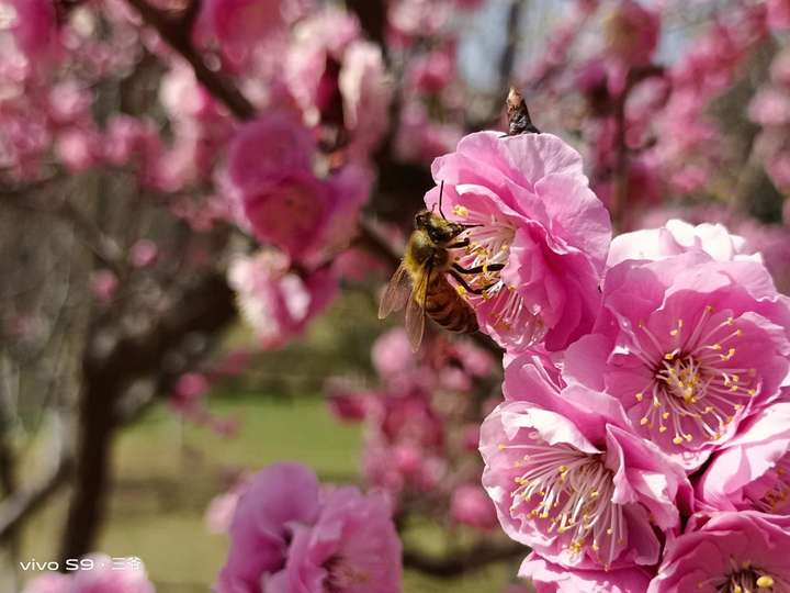 水桶无短板,这样的vivo S9你可满意?
