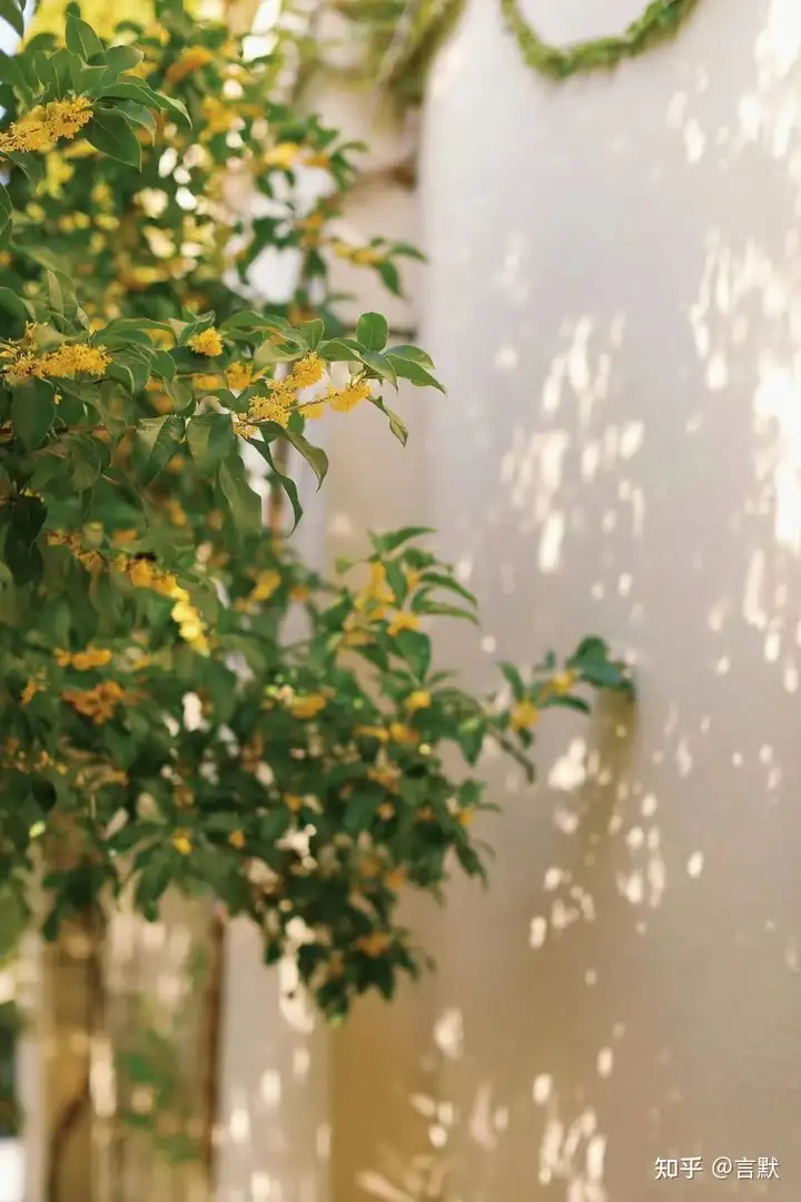 桂花飘香的季节 - 知乎