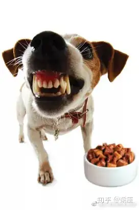 狗狗护食简单5招就能纠正