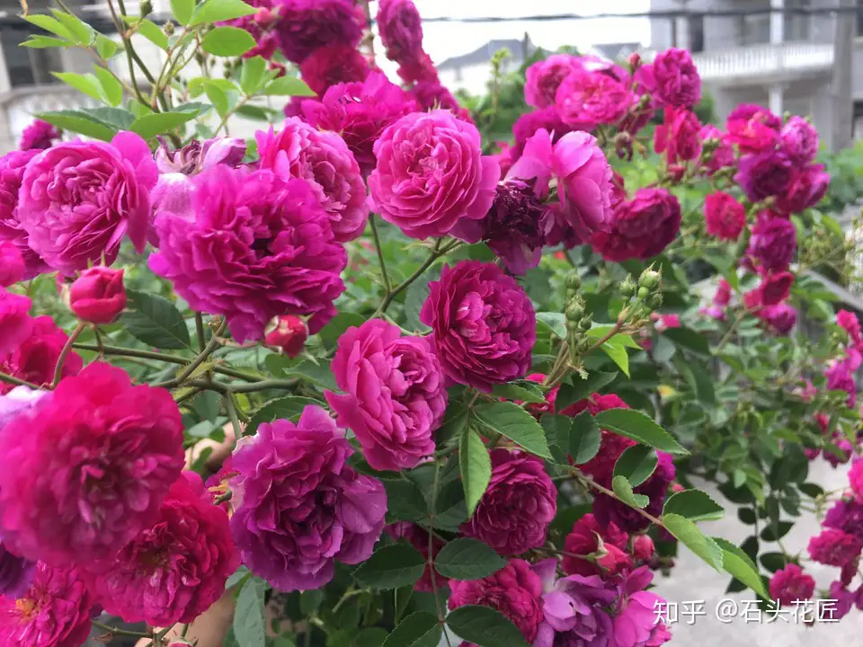 4月份月季开启 疯长 模式 2种肥料 齐上阵 满头冒花苞 知乎 4月份月季开启 疯长 模式 2种肥料 齐上阵 满头冒花苞 知乎