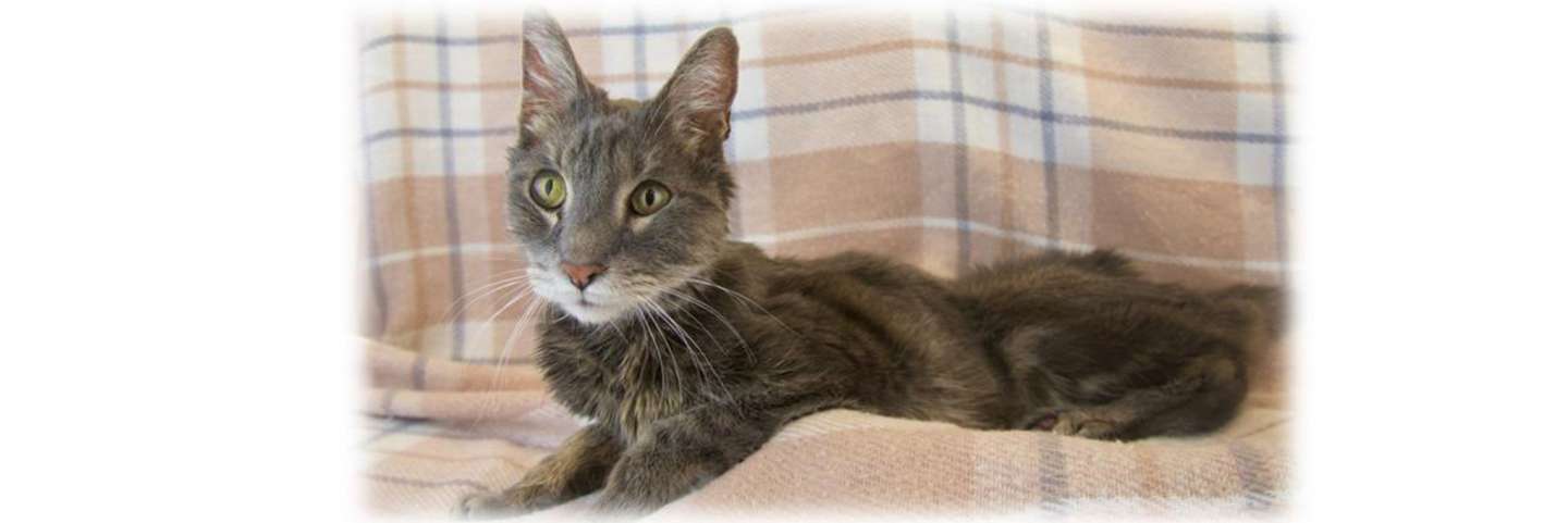 猫咪常见病系列之u2014u2014甲状腺机能亢进- 知乎