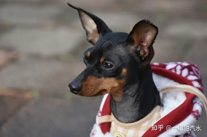 饲养小鹿犬的五个注意事项，你都知道”