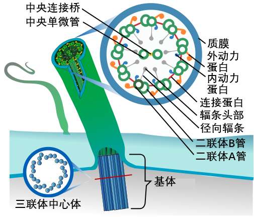 说起来你可能不信 细胞中不起眼的纤毛除了决定你的左右对称 还与这些重要功能相关 细胞学 说 知乎