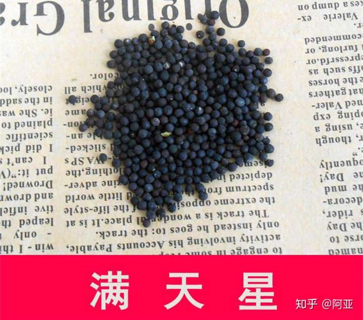 请问这都是什么种子呀,淘宝买多肉送的,帮我找一下满天星种子是哪个也