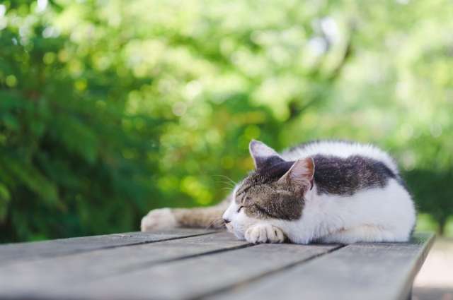 男友送我花 隔天猫就死了 原来这些植物对猫狗有毒 科普中级 知乎