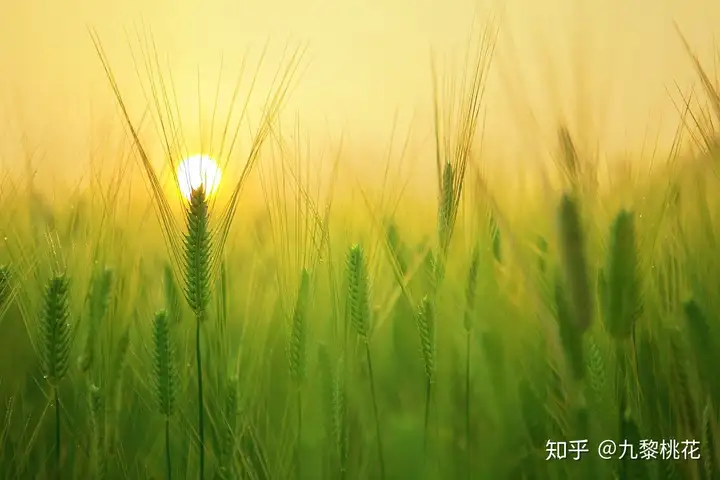 【节气】芒种最全的习俗知识，一起看看吧