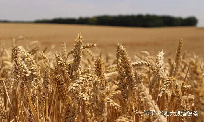 土法酿酒技术可否申请非遗（土法酿酒出酒率） 第4张