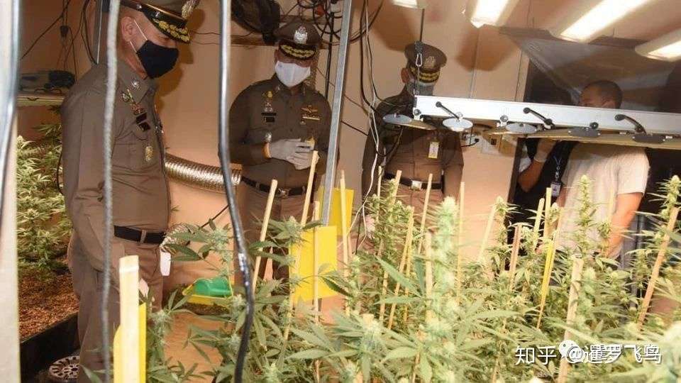 中国男子在曼谷非法种植上千棵大麻被捕 伪装成快递员送货 知乎