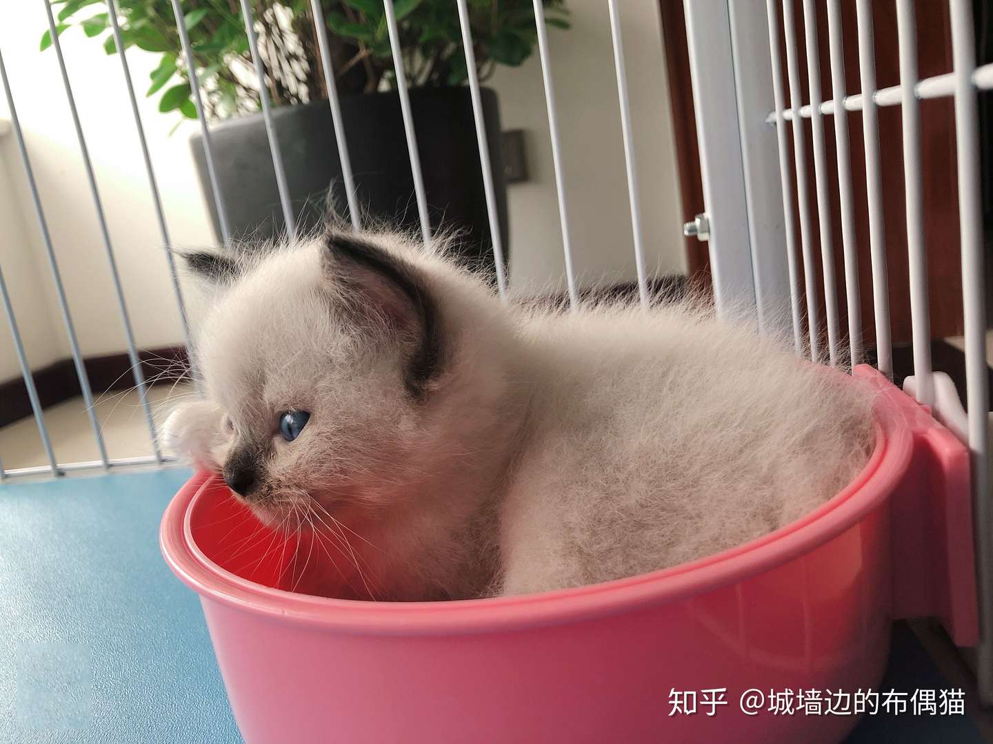 生完小猫后铲屎官应该如何照顾小猫以及母猫 知乎