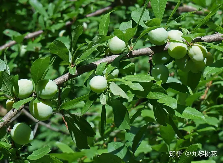 【节气】芒种最全的习俗知识，一起看看吧