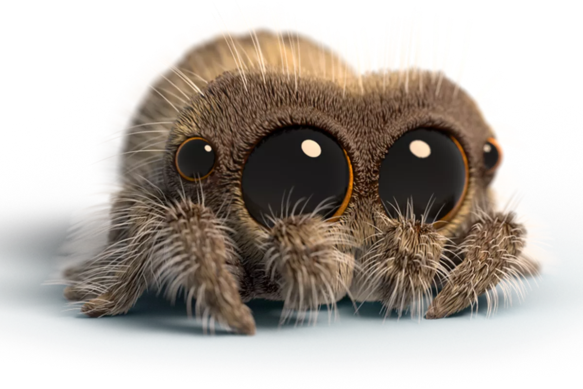 跳蛛有8只眼睛 这么多眼睛如何使用的 知乎