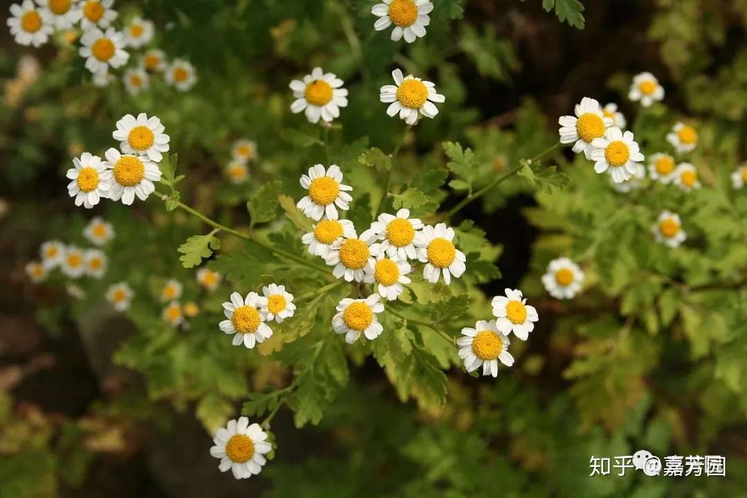 秋季使用精油护肤调理身体夏白菊精油 白玉兰精油和岬角白梅精油 知乎