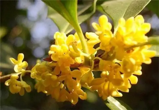 桂花养殖方法与注意事项 这4大禁忌一定要记住 知乎