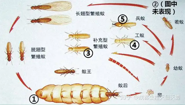 白蚁蚁后蚁王兵蚁工蚁次要的工做是什么？（蚁后工蚁兵蚁ppt）