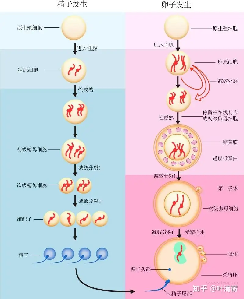 高中生物重要插图第二期 知乎