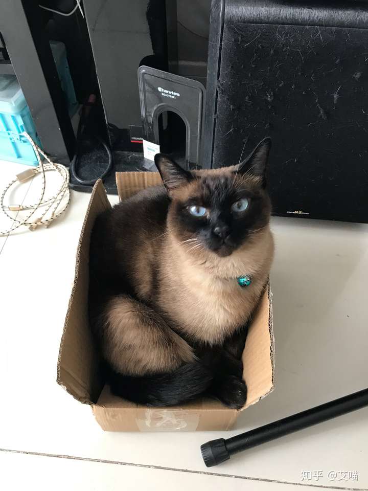 换主人和生活环境会对成年暹罗猫有什么影响