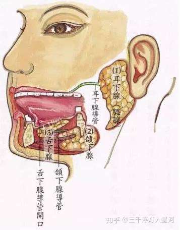 颌下腺炎是什么 有什么症状 知乎