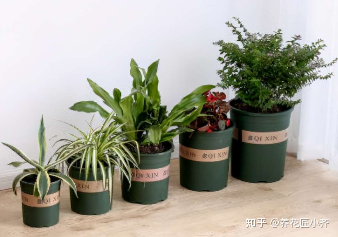 室内或者阳台养花 新手不要用4种盆 容易烂根和烂叶 知乎