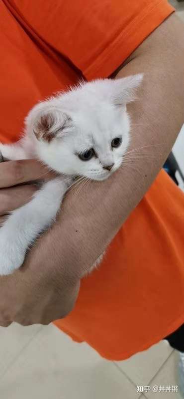 什么品种的猫粘人脾气好还好养