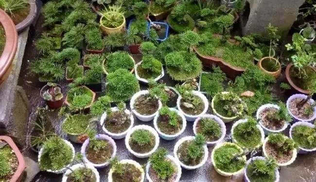 蕨类植物推荐 卷柏 翠云草 知乎