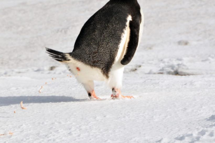 企鹅是怎么拉屎的?