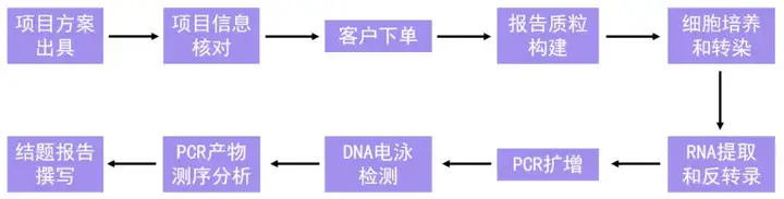 《Minigene实验——RNA剪接事件检测利器》