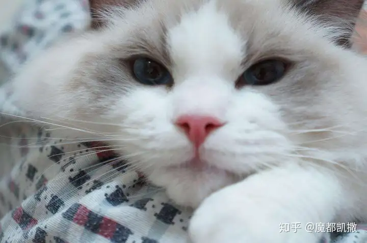 上海哪里可以买到布偶猫，猫咪为什么喜欢纸箱？